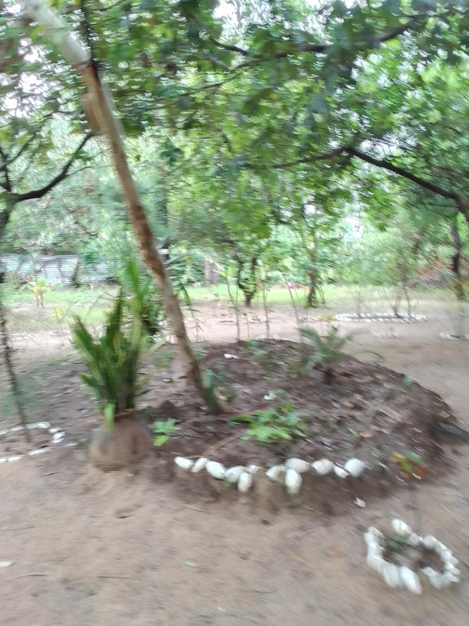 לינה וארוחת בוקר Abémé Little Baobab מראה חיצוני תמונה
